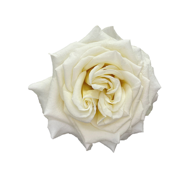 Bulk Ashley White Garden Rose